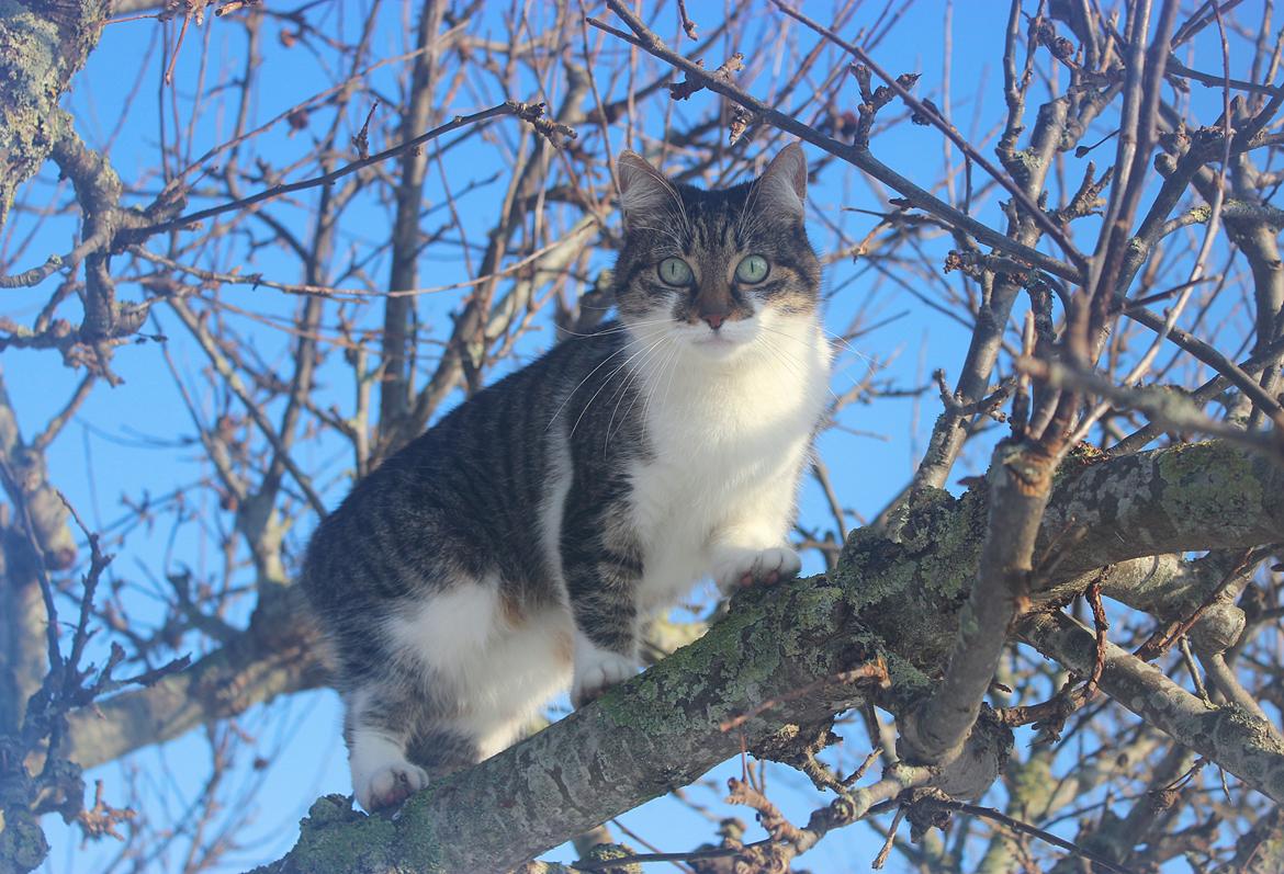 Manx ~ Frida AkA. Mis - 2/2 2014 ♥. billede 4