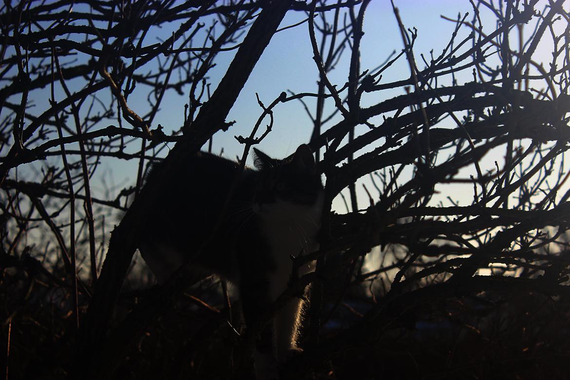 Manx ~ Frida AkA. Mis - 2/2 2014 ♥. billede 21