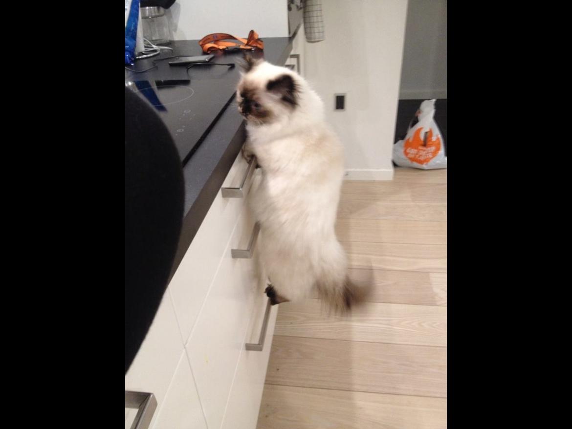 Blanding af racer Kira billede 1