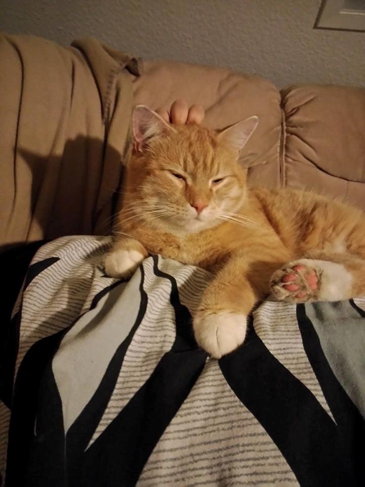 Huskat Guffe billede 21