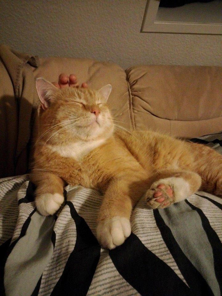 Huskat Guffe billede 22