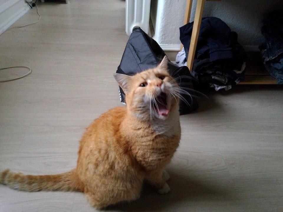 Huskat Guffe billede 23