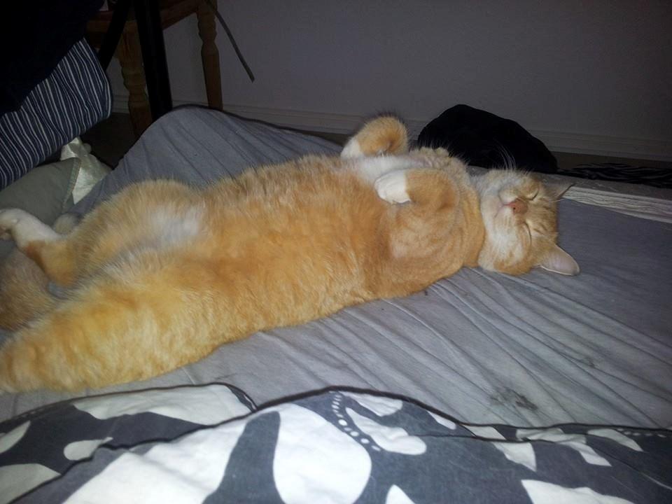 Huskat Guffe billede 24