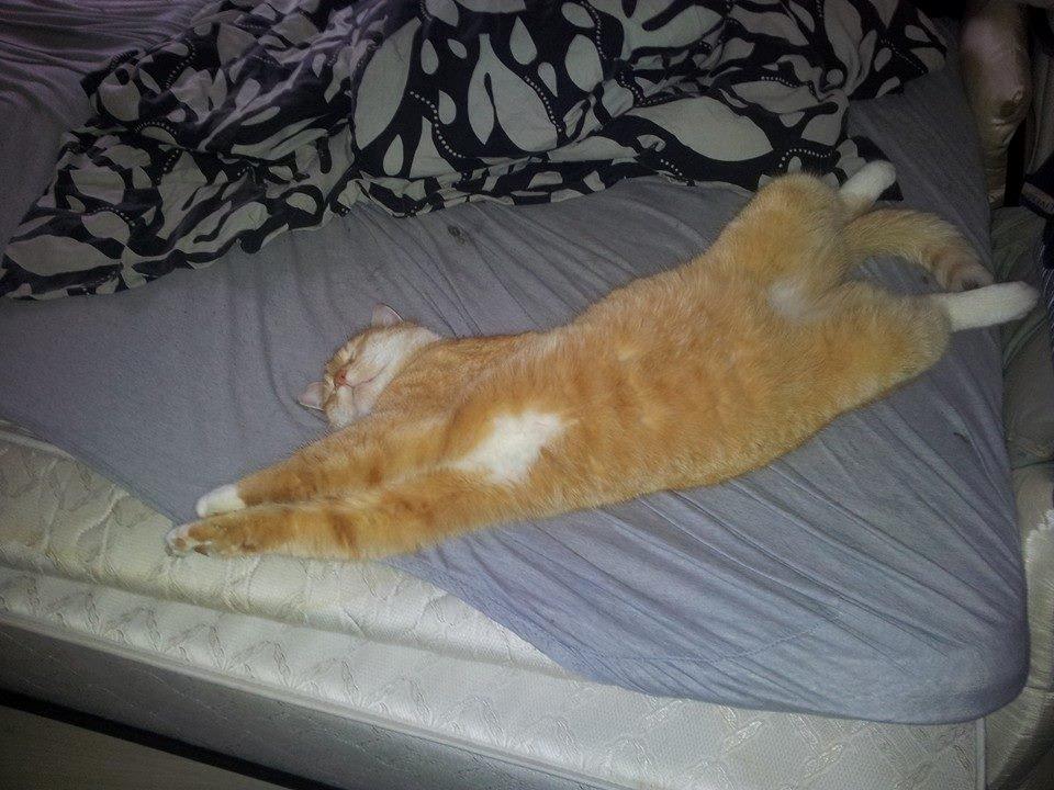 Huskat Guffe billede 25