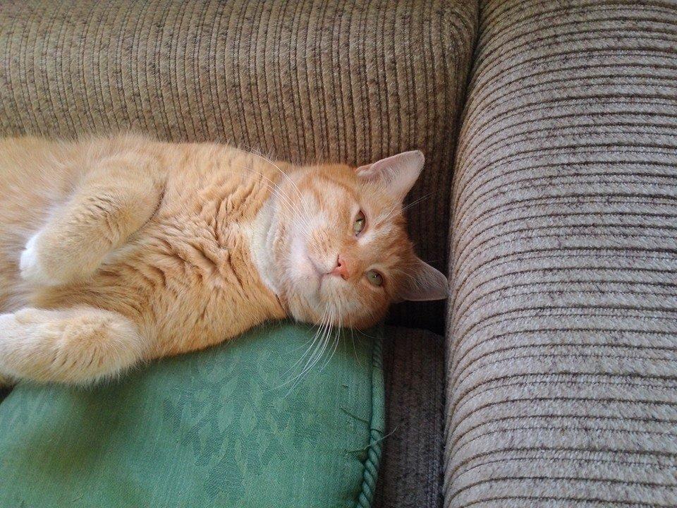 Huskat Guffe billede 26