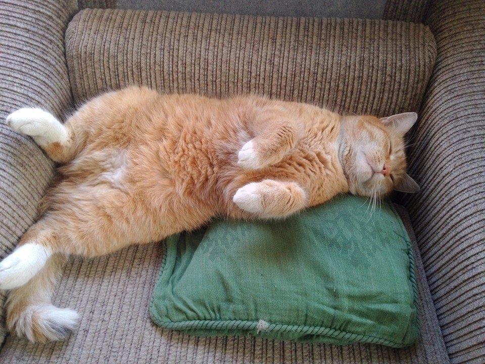 Huskat Guffe billede 27