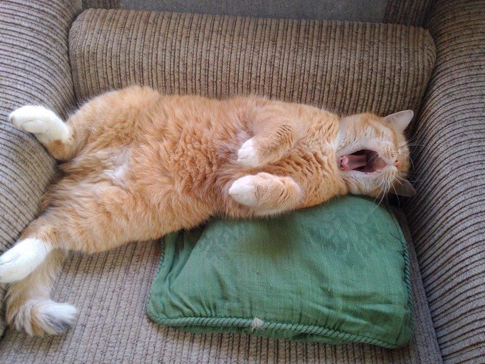 Huskat Guffe billede 28