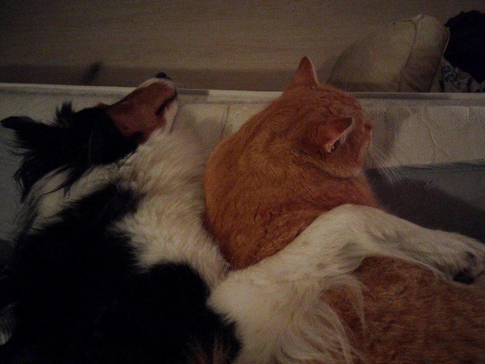 Huskat Guffe billede 29