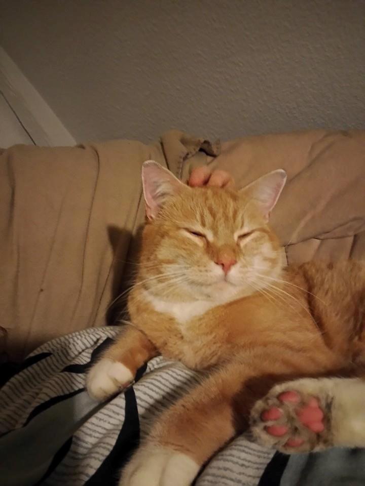 Huskat Guffe billede 30