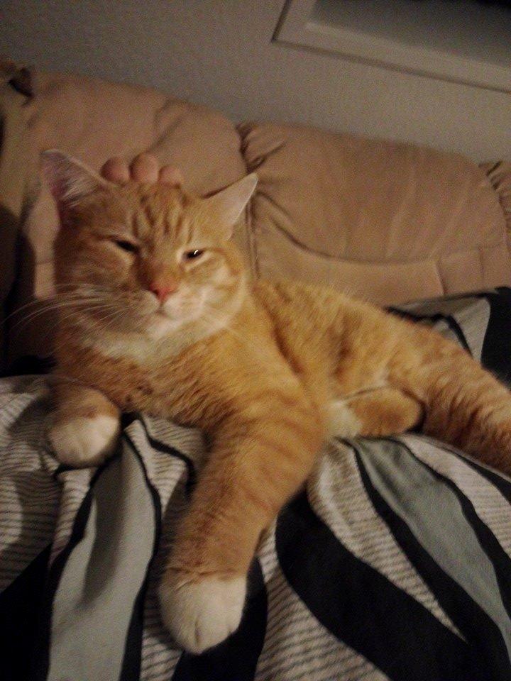 Huskat Guffe billede 31