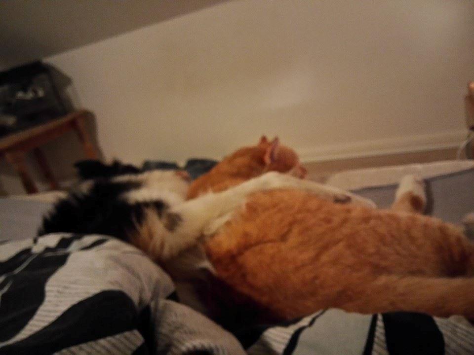 Huskat Guffe billede 32