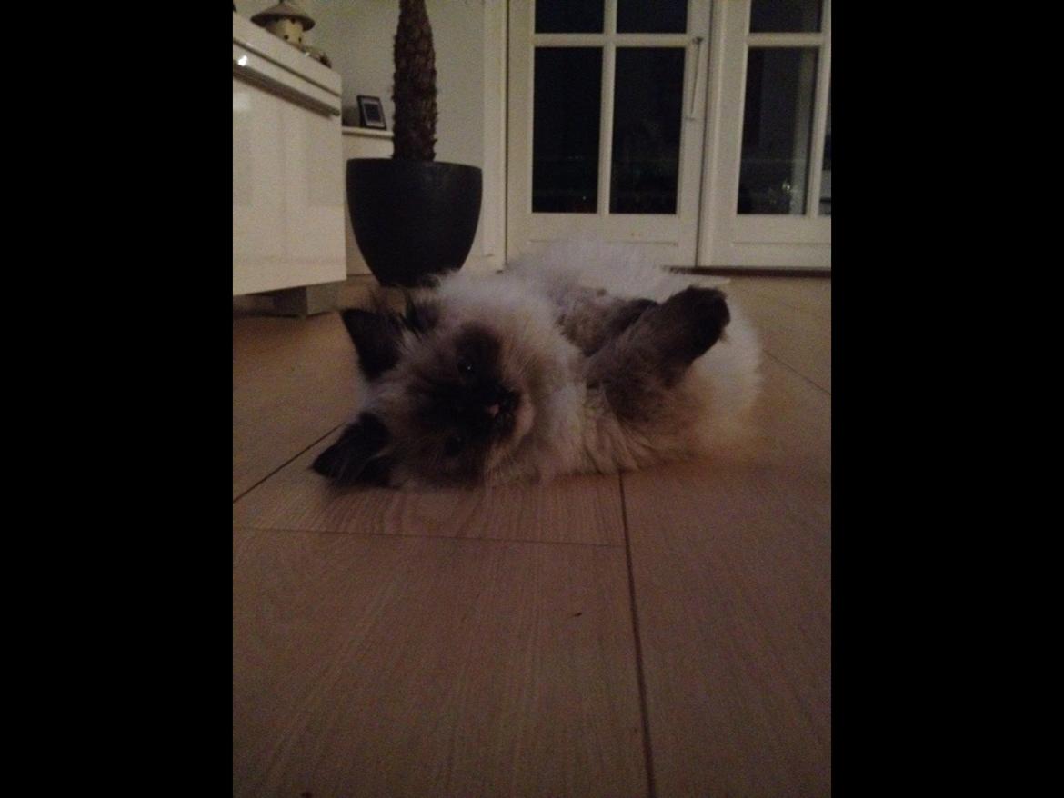 Blanding af racer Kira billede 2