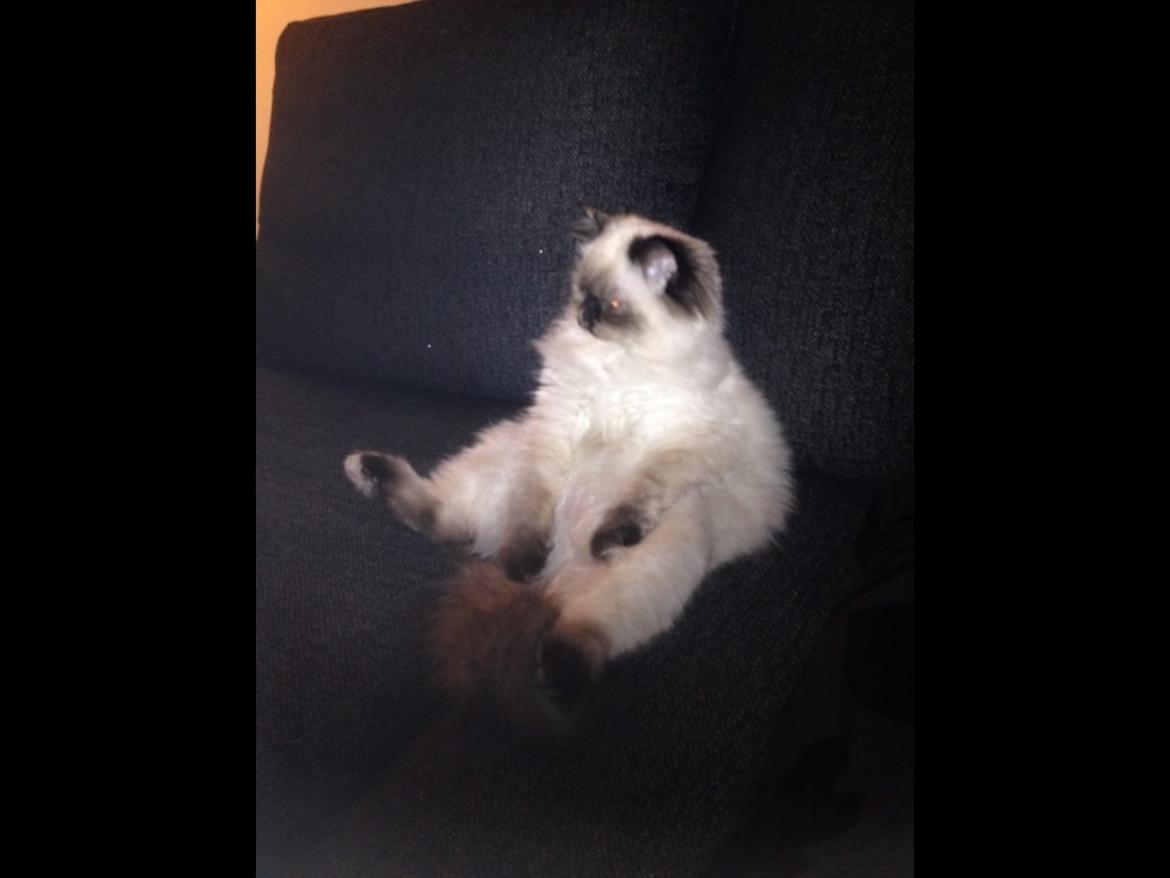 Blanding af racer Kira billede 3