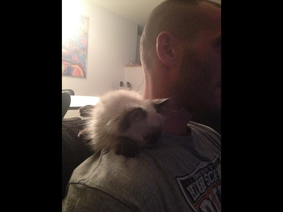 Blanding af racer Kira billede 5