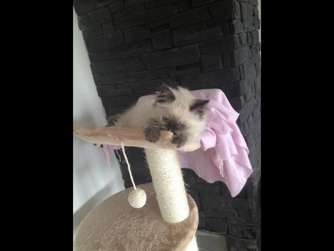 Blanding af racer Kira billede 6