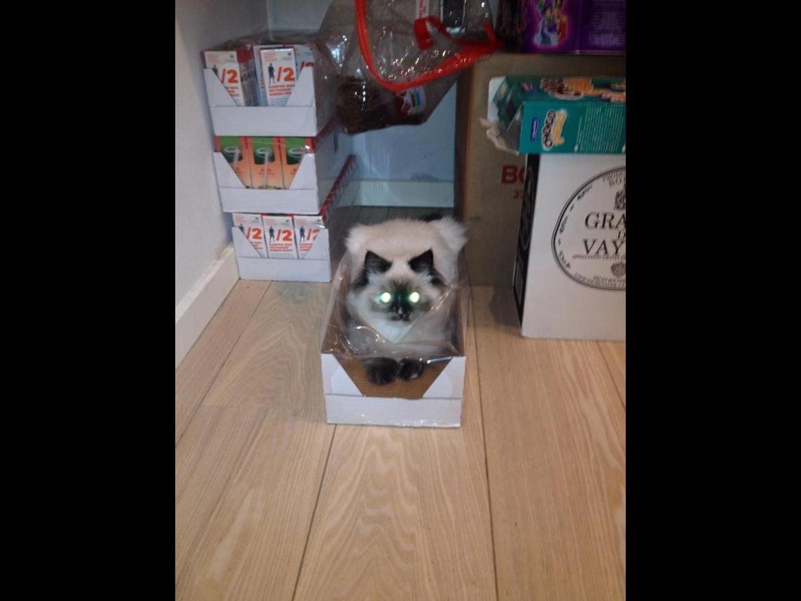 Blanding af racer Kira billede 7