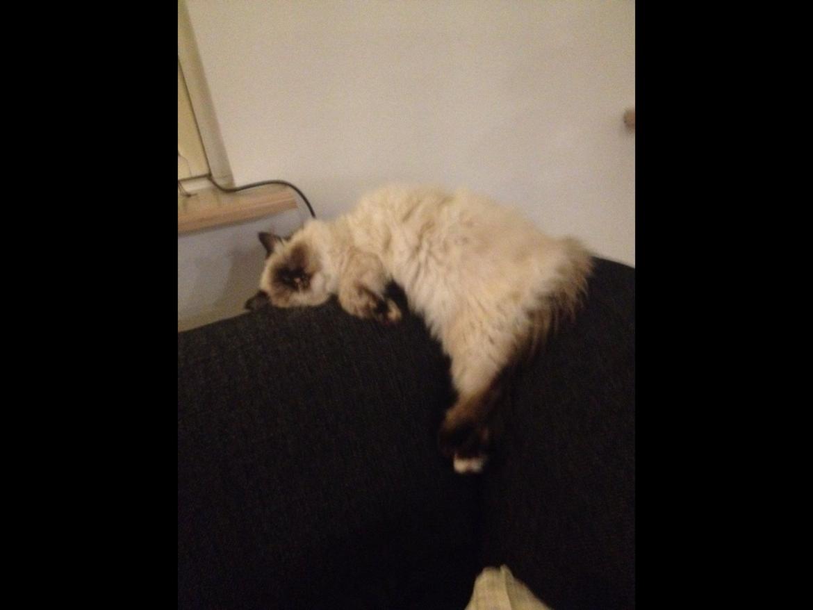 Blanding af racer Kira billede 8