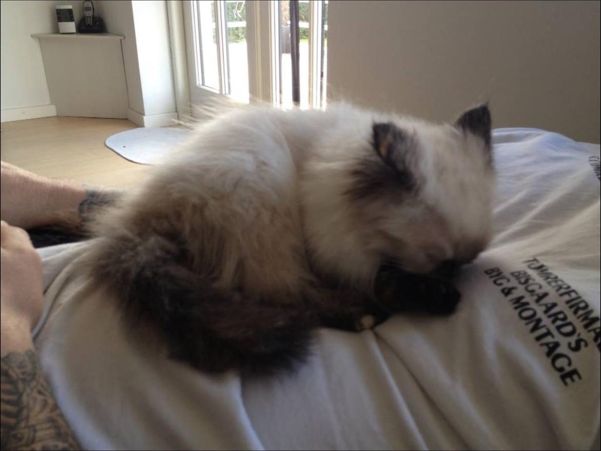 Blanding af racer Kira billede 9