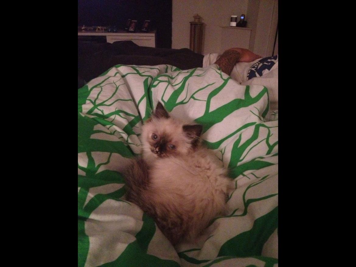 Blanding af racer Kira billede 10