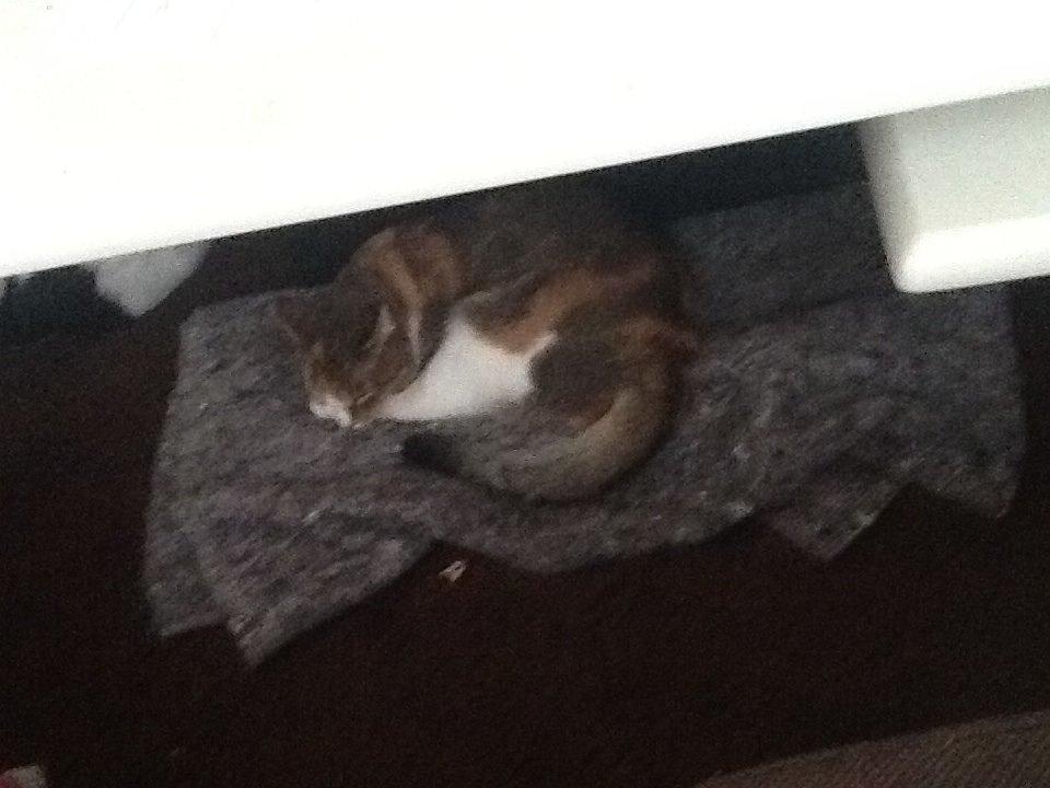 Blanding af racer Vivi billede 5