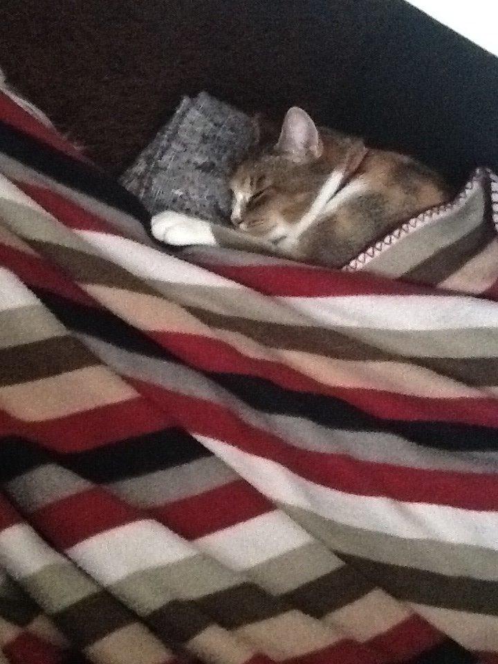 Blanding af racer Vivi billede 6