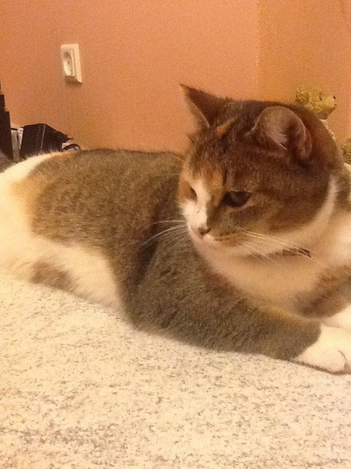 Blanding af racer Vivi billede 4