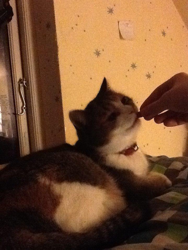 Blanding af racer Vivi billede 7