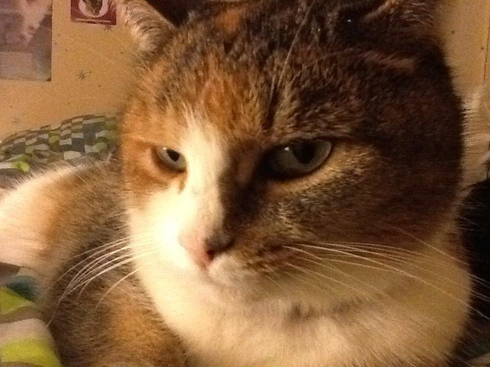 Blanding af racer Vivi billede 8