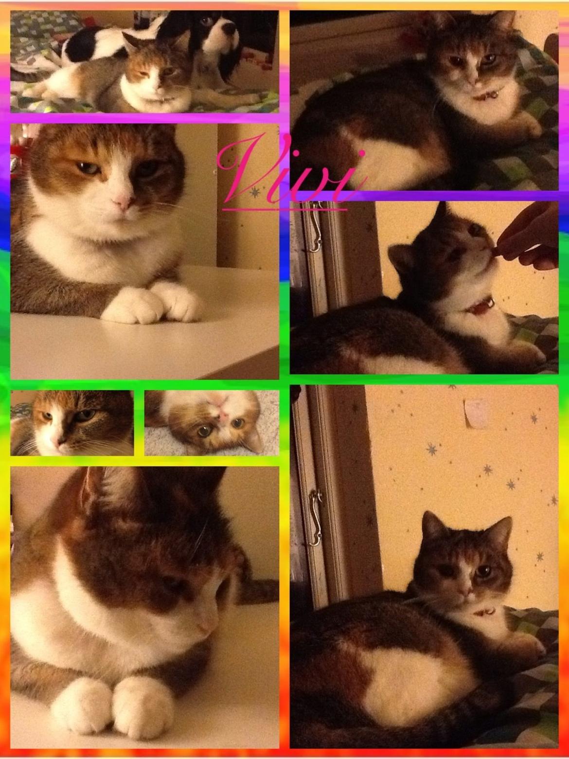 Blanding af racer Vivi billede 9