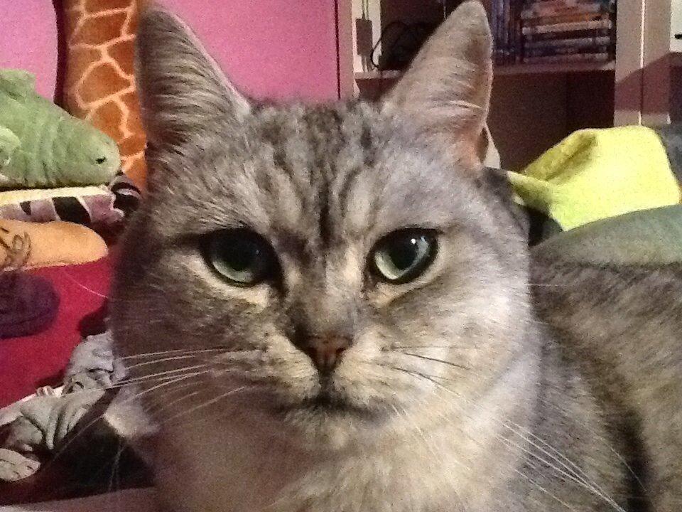 Blanding af racer Miskey billede 1