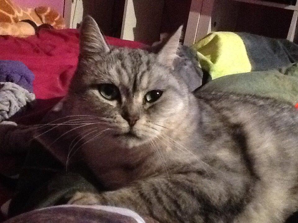 Blanding af racer Miskey billede 2