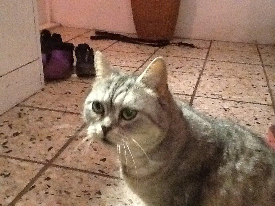 Blanding af racer Miskey billede 3