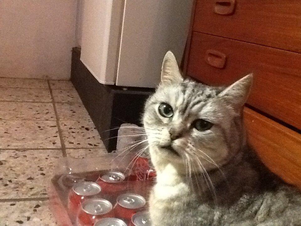 Blanding af racer Miskey billede 4