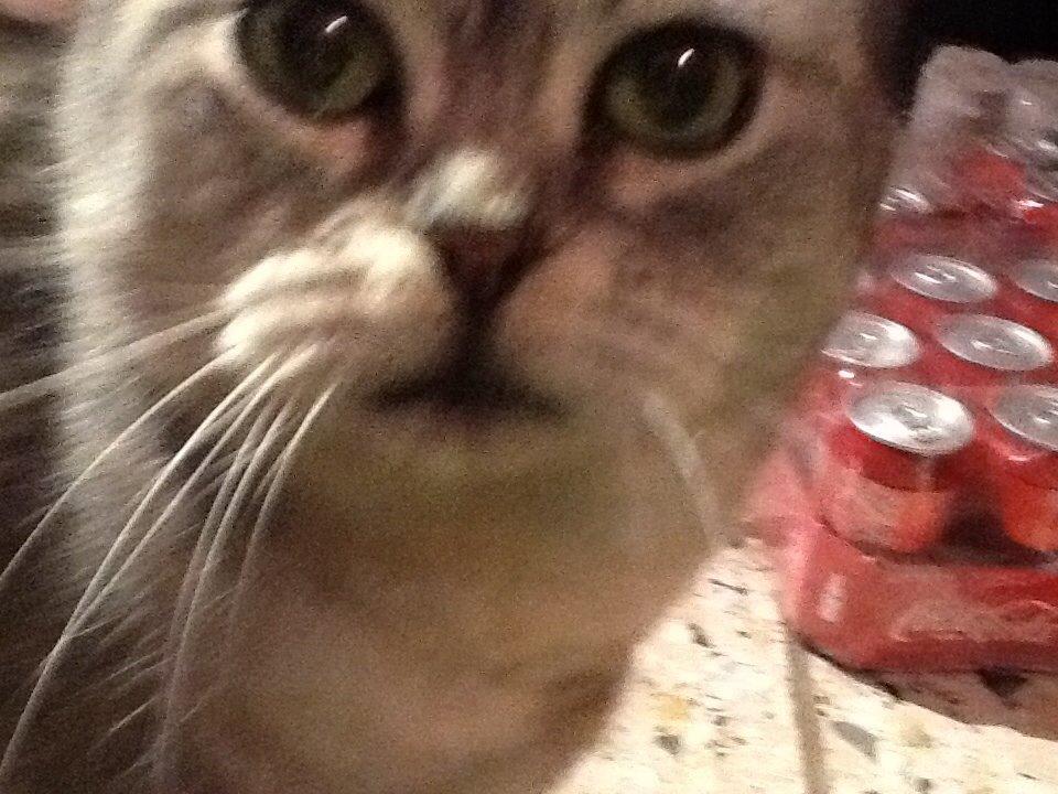 Blanding af racer Miskey billede 5