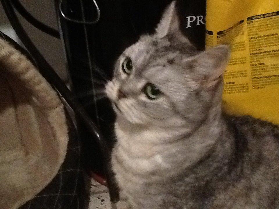 Blanding af racer Miskey billede 6