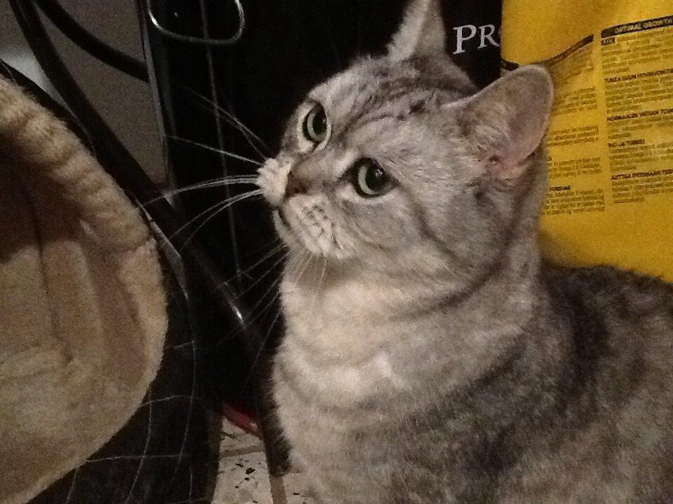 Blanding af racer Miskey billede 7