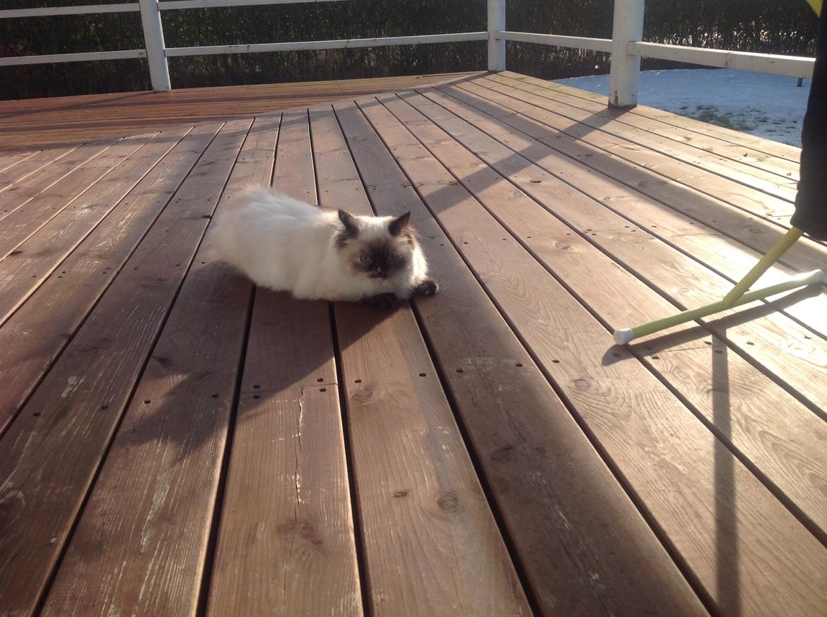 Blanding af racer Kira billede 11