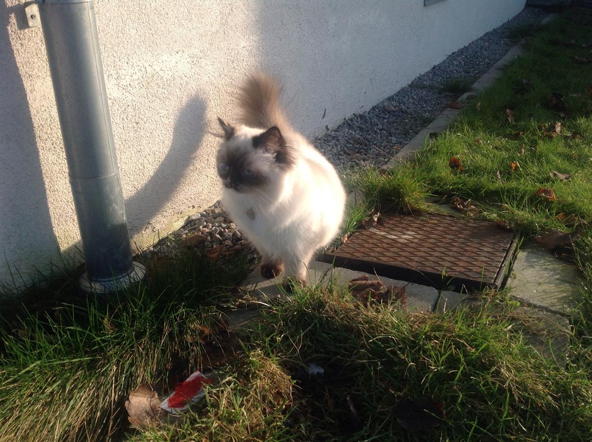 Blanding af racer Kira billede 12