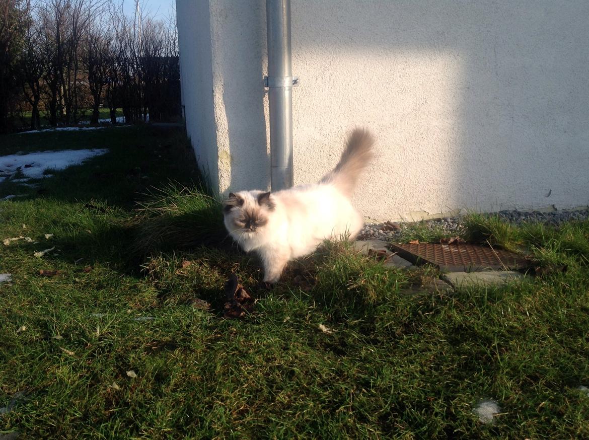 Blanding af racer Kira billede 13