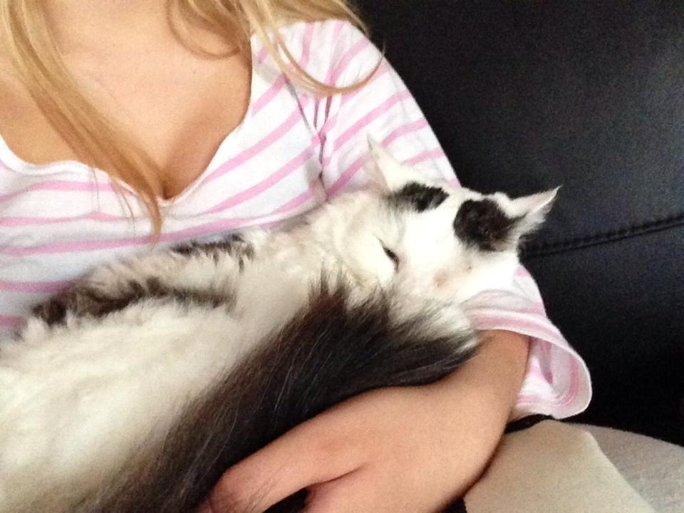 Blanding af racer Happy billede 3