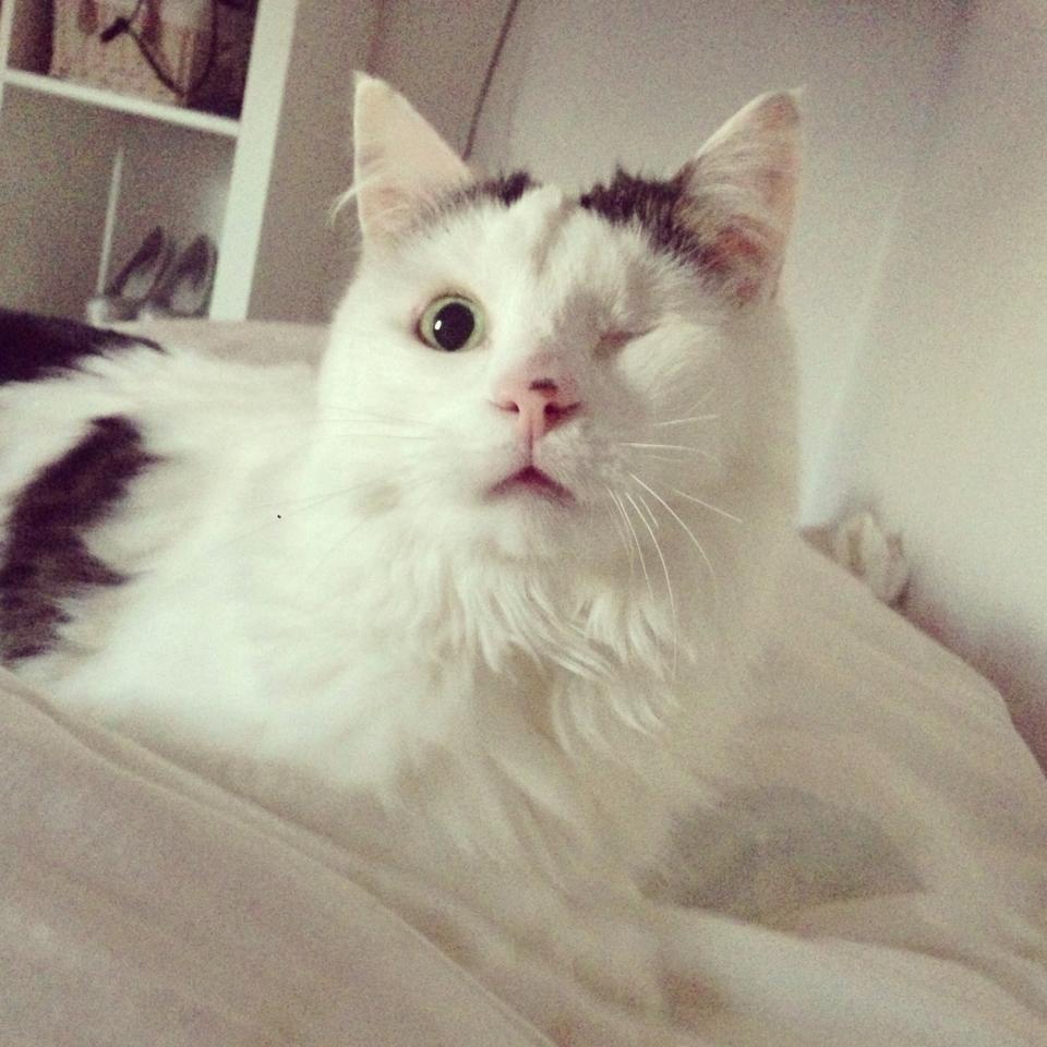 Blanding af racer Happy billede 1