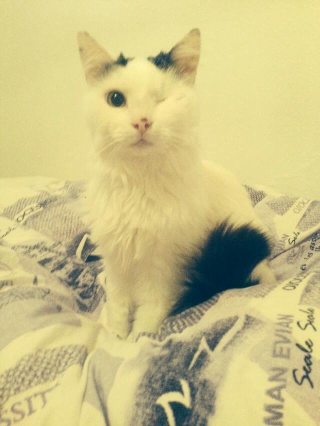 Blanding af racer Happy billede 7