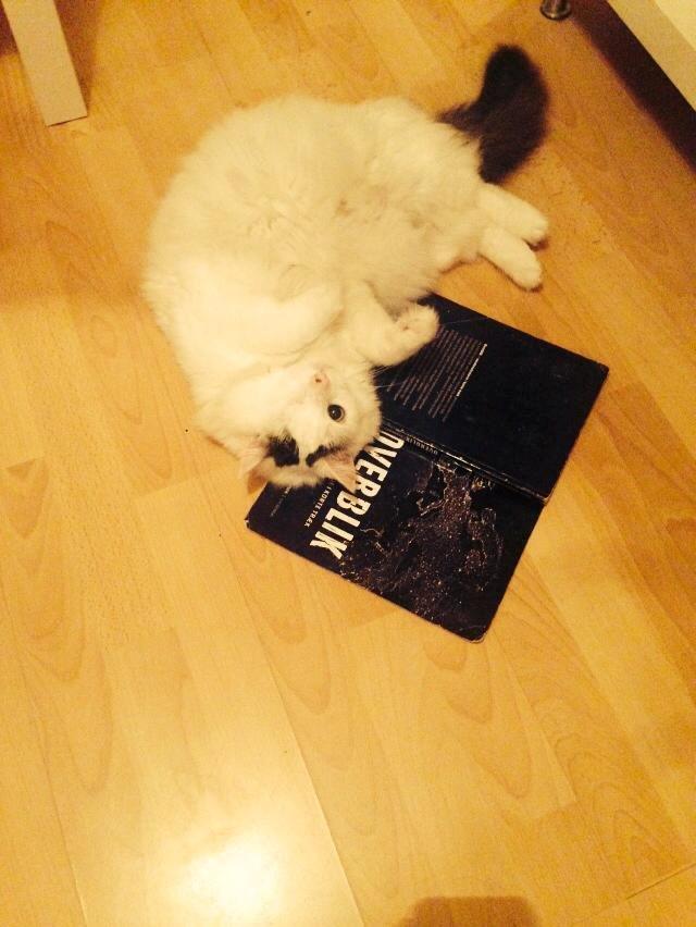 Blanding af racer Happy billede 4