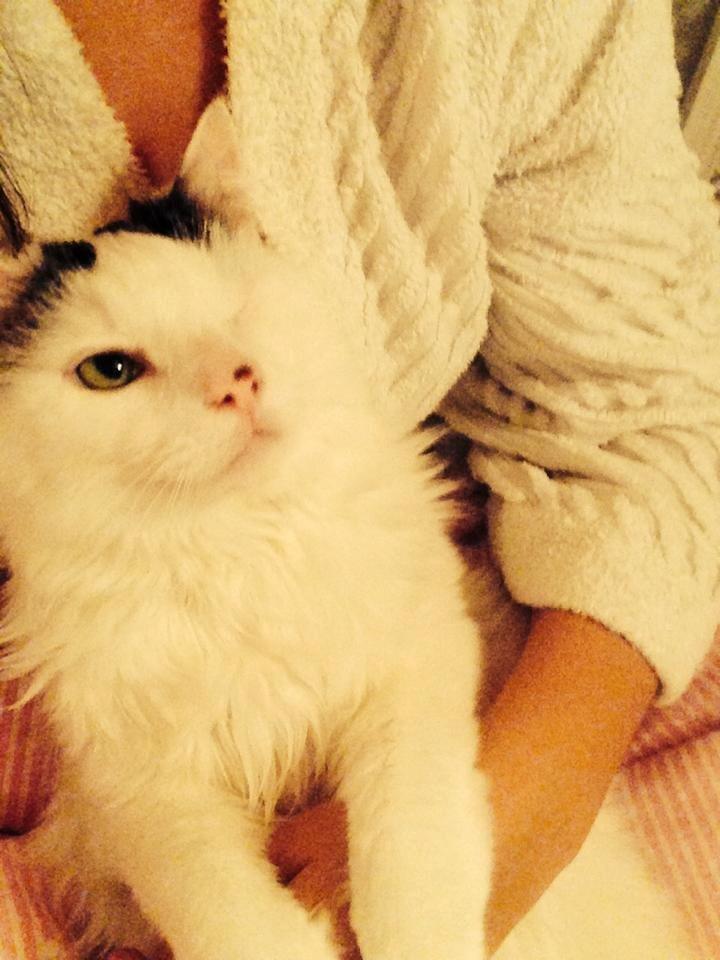 Blanding af racer Happy billede 5