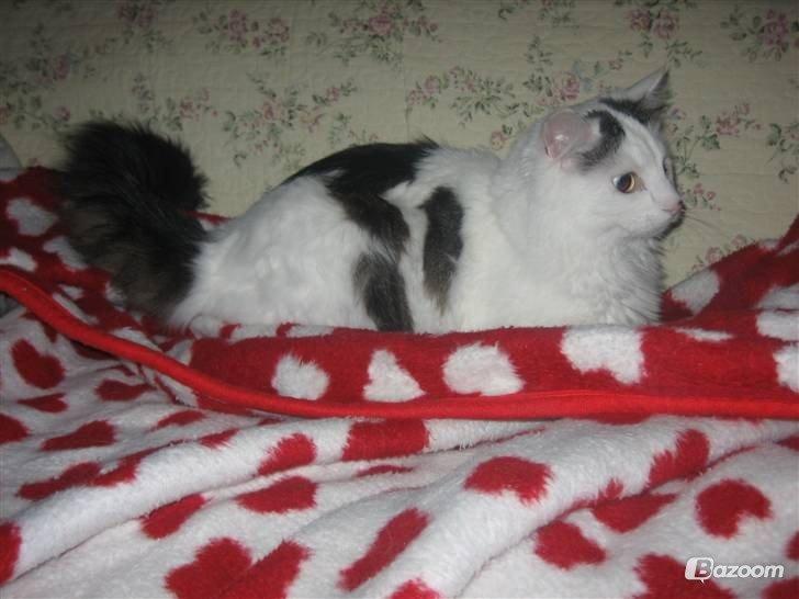 Blanding af racer Happy billede 8