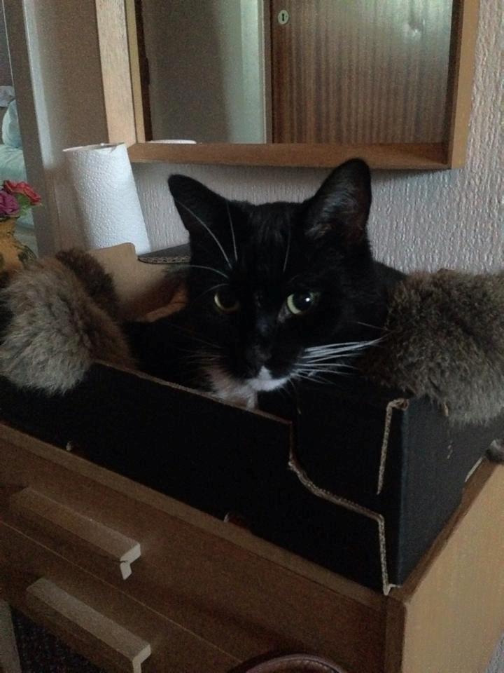 Huskat Tom billede 10