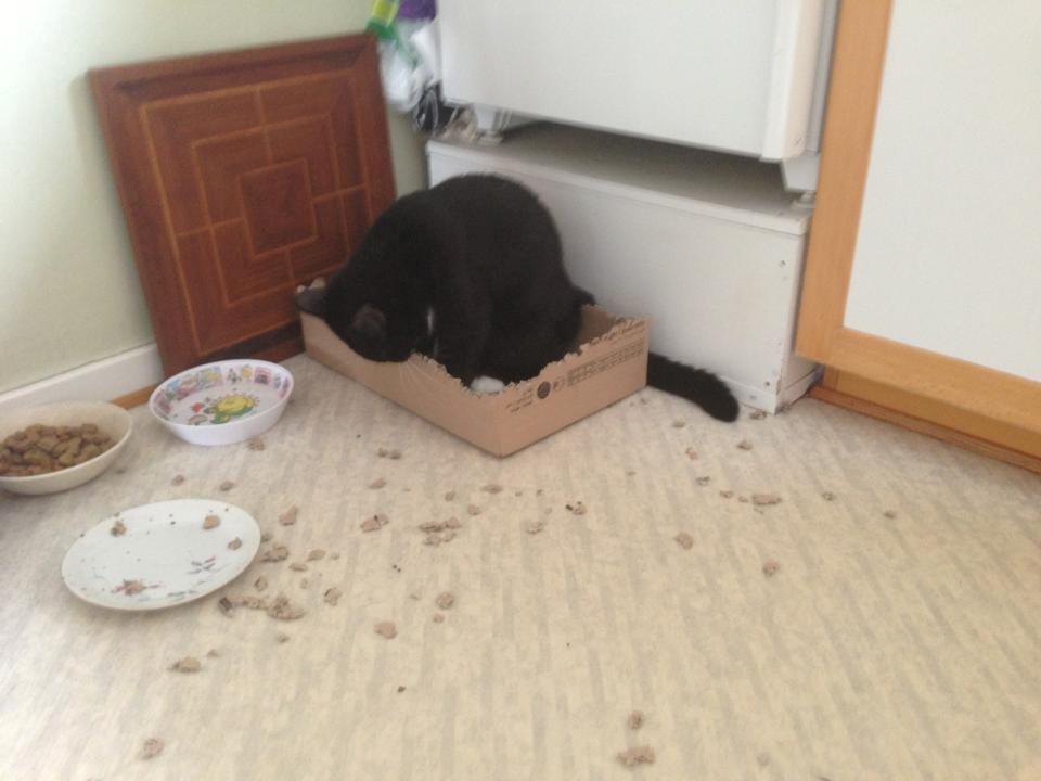 Huskat Tom - mor jeg renser lige tænder i papkassen efter maden! billede 13