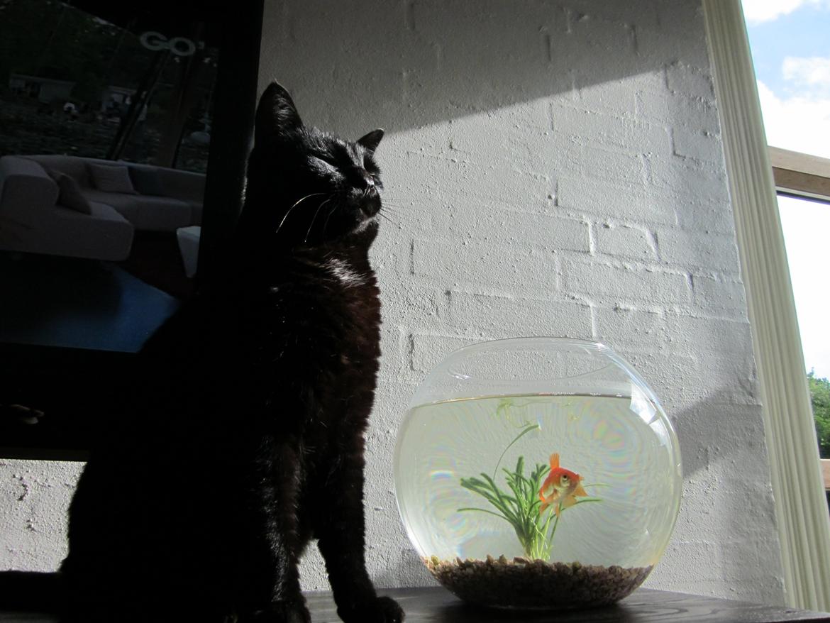 Huskat Bølle billede 2