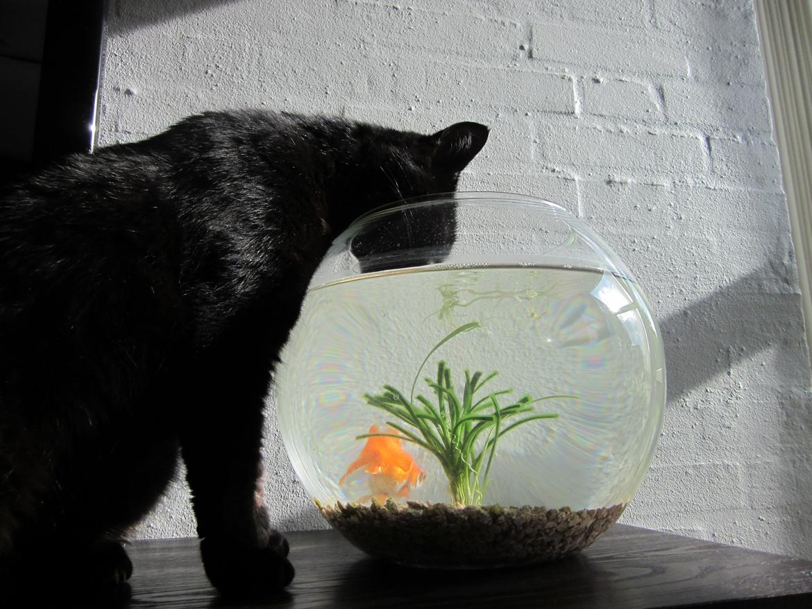 Huskat Bølle billede 5