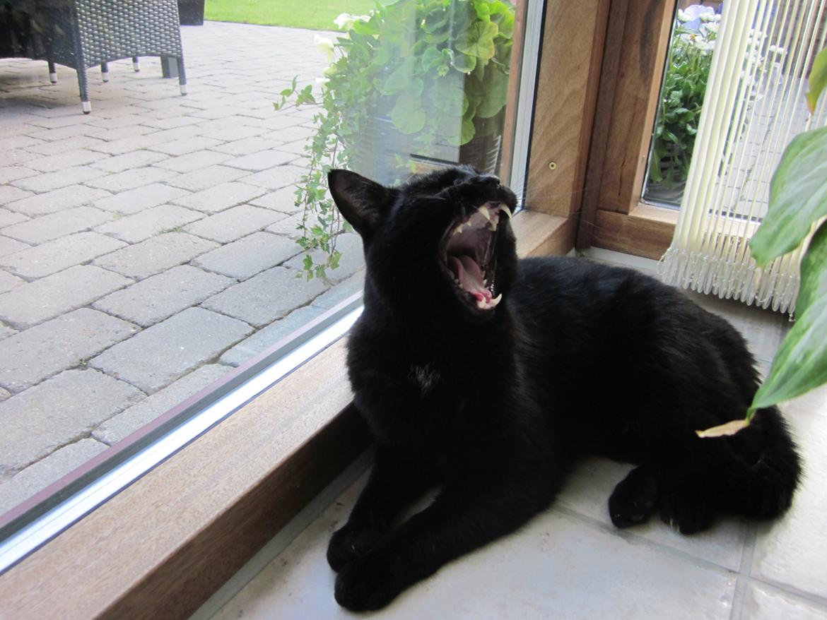 Huskat Bølle billede 1